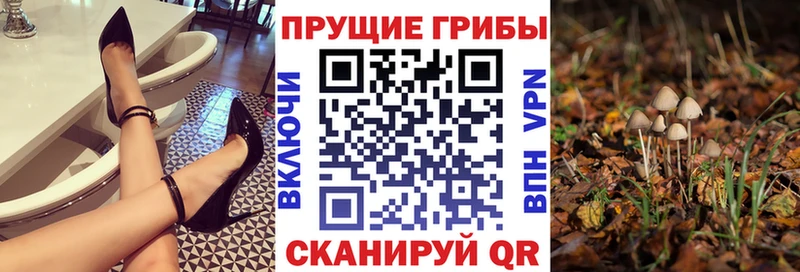 Псилоцибиновые грибы Cubensis  mega tor  Вичуга 
